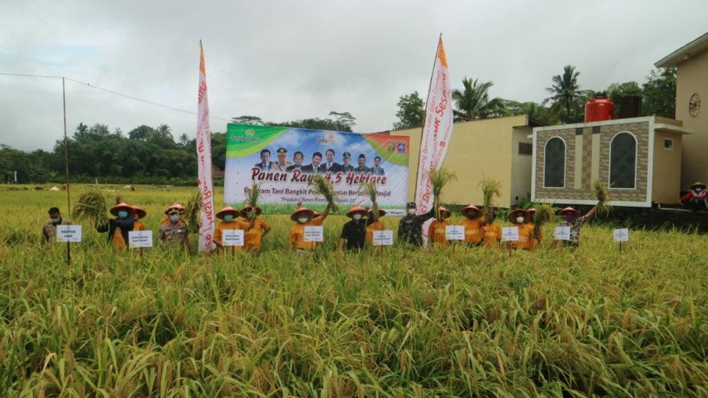 Ketahanan Pangan Di Masa Pandemi Muhammadiyah Panen Raya Padi 4,5 Hektar