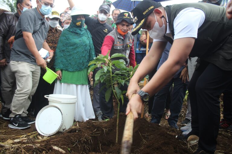 Bantu Ekonomi Petani, Muhammadiyah Kendal Tanam 2100 Pohon Alpukat