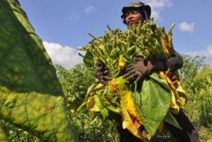 Kampanye Lawan Rokok, Muhammadiyah Juga Perhatikan Nasib Petani Tembakau