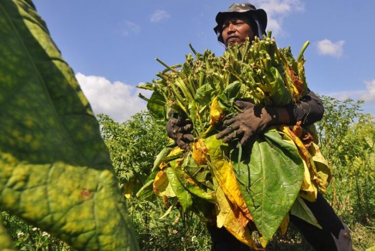 Kampanye Lawan Rokok, Muhammadiyah Juga Perhatikan Nasib Petani Tembakau