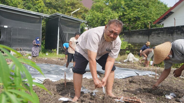Gandeng 25 Petani Singkong, Tim Dosen Muhammadiyah Ini Optimalkan Budidaya Singkong