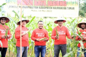 Disaksikan Bupati, Pemuda Muhammadiyah Halmahera Timur Panen Raya Komoditas Jagung image