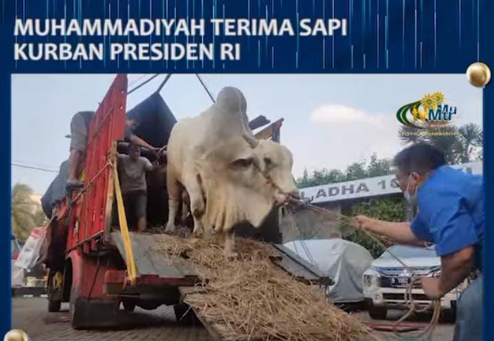 Terima Seekor Sapi dari Presiden Jokowi, Total PP Muhammadiyah Jakarta Kurban 31 Ekor Sapi