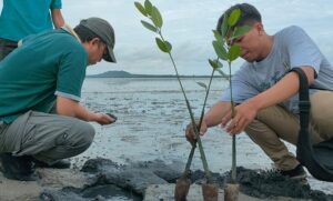 Jaga kelestarian Bumi, IMM Bangka Belitung Tanam 1000 Pohon Mangrove