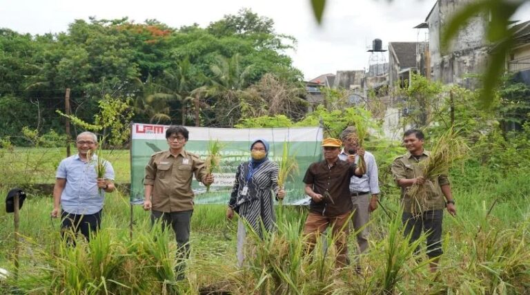 Berhasil Ciptakan Teknologi Padi Apung, UMY Jawab Masalah Pertanian Beras di Kalimantan