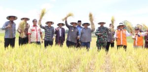 Jamaah Tani Muhammadiyah Panen Raya, Bupati Wajo Dukung Penerapan Integrated Farming