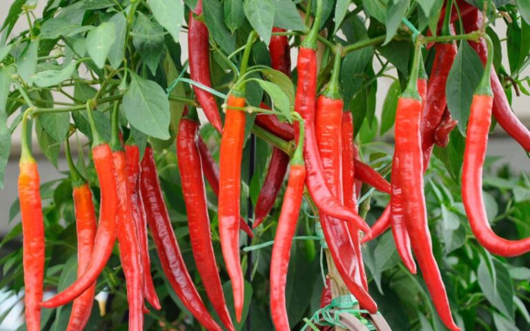 Kelola Lahan Wakaf, Muhammadiyah Aceh Panen Cabe 2 Ton