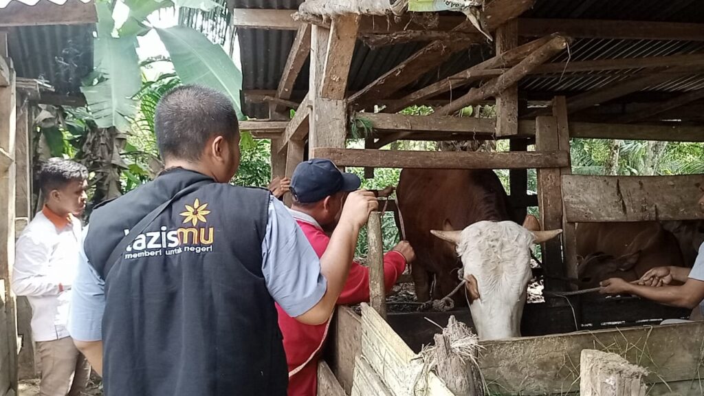 Setelah Empat Tahun Tidak ada Kurban, Lazismu Salurkan Sapi Kurban ke Desa Batu Raja, Bengkulu
