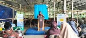 Baru Diresmikan, SM Farm Berhasil Jual Ratusan Ekor Sapi Siap Kurban