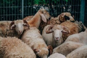 Hewan yang Layak untuk Kurban Menurut Syariat Islam