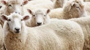 Kurban Unta, Sapi, dan Kambing: Mana yang lebih Utama?