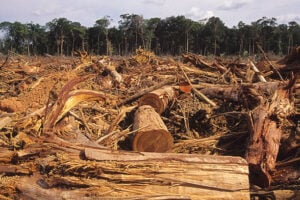 Penggundulan Hutan di Papua: Sebuah Amanah yang Terlupakan