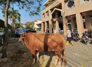 Apakah Panitia Berhak Mendapatkan Bagian dari Daging Hewan Kurban?