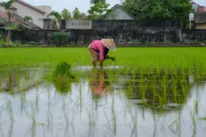 Menghitung Zakat Hasil Sawah yang Disewakan