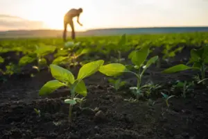 Tantangan Peningkatan Produksi Pangan untuk Menghadapi Lonjakan Populasi pada 2050