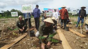 Rayakan Milad 112 dan Tanwir Muhammadiyah, MPM PP Gelar Tanam Raya Bibit Pisang Cavendish